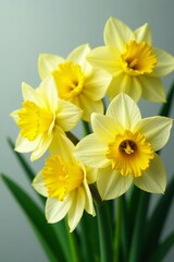 Obraz premium Close-up of daffodil flowers with green leaves, petal, detail, bloom