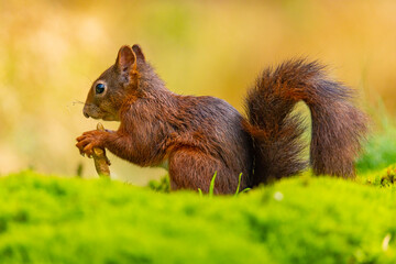 Red Squirrel, Squirrel