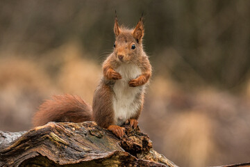 Red Squirrel, Squirrel