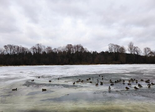 A group of ducks and drakes are resting on the snow-covered ice of the river. Ducks on a Winter River. Winter landscape- ducks on a frozen river