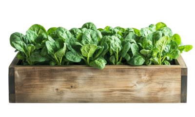 Fresh green spinch lettuce growing in a rustic wooden planter. isolated on white background and transparent background