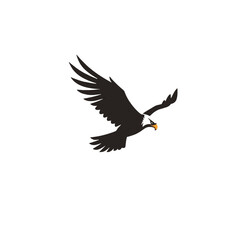 Fototapeta premium Soaring Eagle Silhouette
