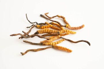 Cordyceps sinensis or Ophiocordyceps sinensis isolated on white background, mushroom herb treatment medicine.