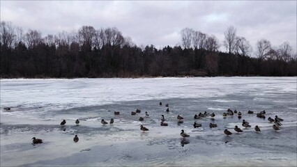 A group of ducks and drakes are resting on the snow-covered ice of the river. Ducks on a Winter River. Winter landscape- ducks on a frozen river