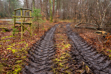 Exploitation du bois en forêt. Traces de roues dun engin de débardage