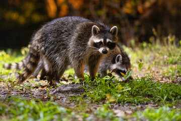 Raccoons (Procyon lotor) walking through a suburban area at night in Sarasota, Florida 