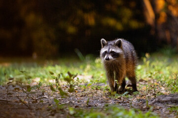 Raccoons (Procyon lotor) walking through a suburban area at night in Sarasota, Florida 
