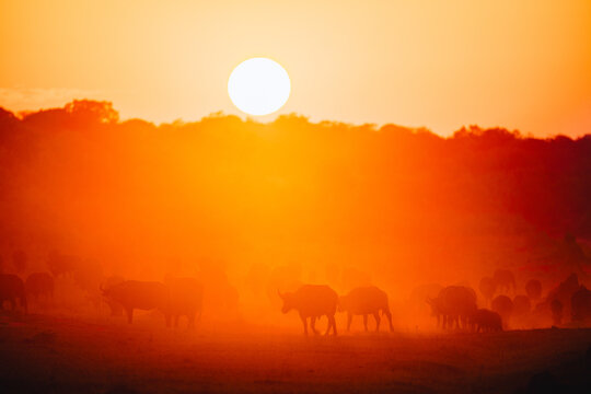 group of buffalo wandering towards a water whole near the Hwange Nationalpark in Zimbabwe