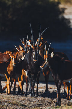 Herd of antilopes standing together near a waterhole in Zimbabwe in the Hwange nationalpark 