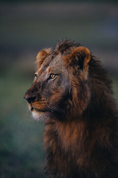 Male lion eating on a kill in the early morning near the Hwange nationalpark