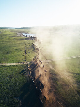 Aerial view of a buffalo heard wandering towards a water whole near the Hwange Nationalpark in Zimbabwe