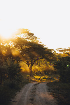 golden morning light and rays break through a tree with a dusty road near the Hwange nationalpark in Zimbabwe 