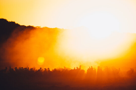 Huge Group of vultures in the golden morning light near the Hwange nationalpark in Zimbabwe eating a kill 