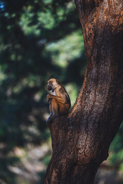 Monkey sitting on a tree in Lower Zambezi Nationalpark in Zambia illuminated by the afternoon sun 