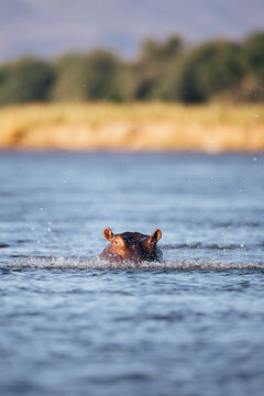 Hippo in the Zambezi river in the Lower Zambezi Nationalpark in Zambia in the early morning