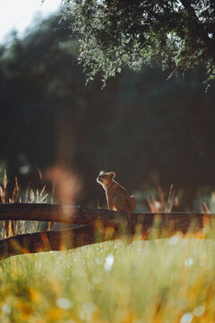 Lion cub sitting on a tree branch in the morning in Lower Zambezi Nationalpark oberserving the surroundings 