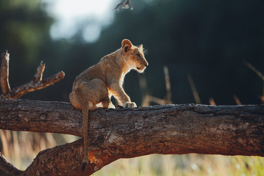 Lion cub sitting on a tree branch in the morning in Lower Zambezi Nationalpark oberserving the surroundings 