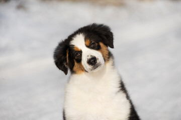 Portrait of a tricolor Australian Shepherd Aussie Border Collie puppy against a background of snow