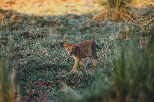 Lion cub walking through tall grass during sunrise in the Lower Zambezi National Park in Zambia