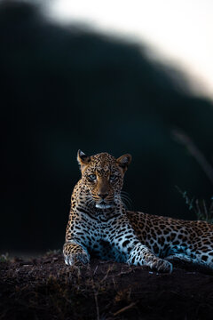 Leopard in Zambia during blue hour looking into the camera while laying on a grassy hill in Lower Zambezi National Park 