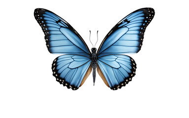 Obraz premium A blue butterfly representing transformation and hope, isolated on a empty plain background