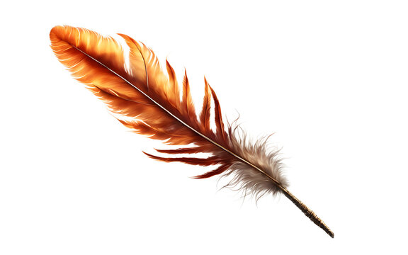 A burning phoenix feather representing resilience and rebirth, isolated on a empty plain background