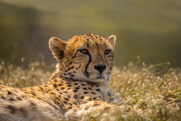 Naklejka premium Cheeta, predator. Big Cat