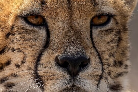 Cheeta, predator. Big Cat