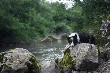 A Border Collie lies on a rock by a calm forest river, with lush greenery in the background. The...