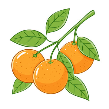 recommend clip art: Oranges fruits on a branch vector illustration in sketch style. Image of ripe citrus with leaves on a branch on an isolated background. For packaging and design	