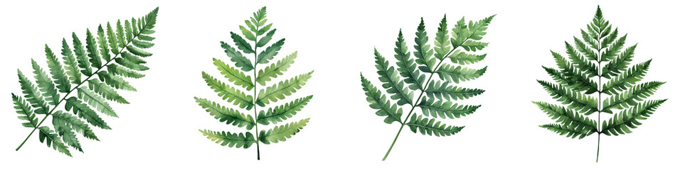 Detailed closeup view of delicate fern leaves and fronds against a lush green botanical background  Natural foliage pattern and texture create a soothing tranquil atmosphere  Organic
