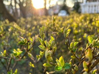 yellow flowers in the garden