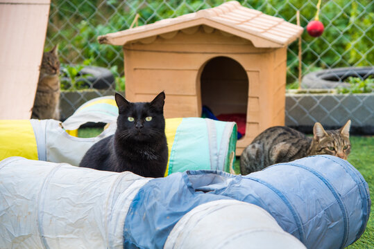 Cats in a cat shelter playground playing with pet kennel and fun play tunnels. Cats rescued from dangerous construction zone cared by kind volunteer people. Cats protection charity NGO. Cats playing.