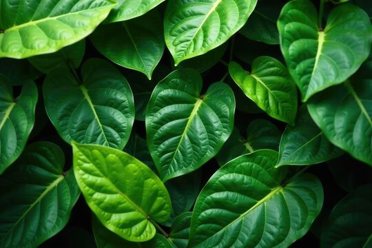 Leafy greens and sharkara varatti on the ground, tropical plants, leaf texture