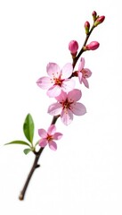 Fototapeta premium Single branch with small flowers isolated on white background, delicate, flower, branch