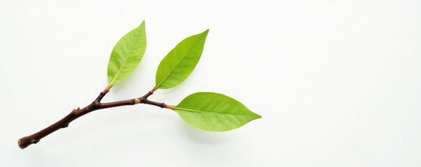 Obraz premium Single branch with unique shape against white backdrop, branch, wooden, texture