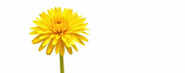 Single dandelion seed isolated on white background, sunny, botanical