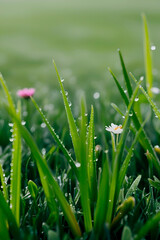 Obraz premium Close-up of lawn grass, bright green stems, different shades and textures, dew drops are visible giving a fresh look, as well as small details such as flowers.