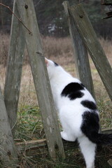 An adorable domestic British cat with yellow bright eyes, home vibes, cozy sunny weather day, furry fluffy pet animals at home authentic cute wildlife kitten playful time together romantic travel noel