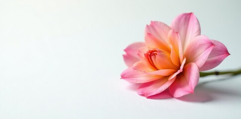 Fototapeta premium delicate and colorful flower with open petals against white surface, small flowers, blossom