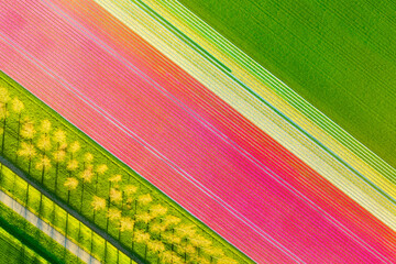 Aerial view of the tulips field. Landscape from a drone. Netherlands from air. Natural background...