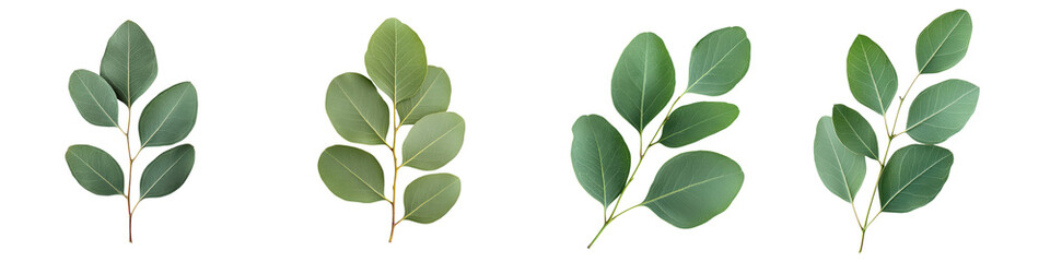 Fototapeta premium Elegant compositions featuring lush green leaves and organic branching structures in a vibrant natural scenery These botanical images showcase the beauty and diversity of plant life