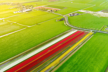 Aerial view of the tulips field. Landscape from a drone. Netherlands from air. Natural background from drone. Photo for wallpaper, postcard, background.