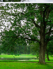 Large tree with green leaves is in a park
