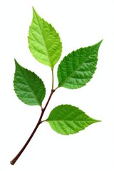 Fototapeta premium Green leaves on a branch isolated on white background, minimalist, nature