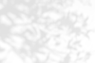 Shadow of leaves tree plant overlay on white wall. Sunlight effect shadow on the wall. Minimal blurred backdrop backgrounds. Summer tropical surface background.