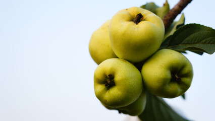Ripe green apples on the tree. Apples grown in Thailand.