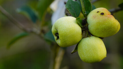 Ripe green apples on the tree. Apples grown in Thailand.