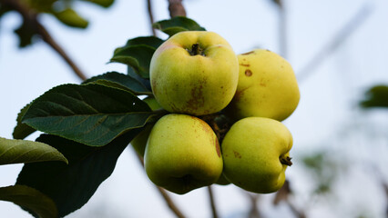 Ripe green apples on the tree. Apples grown in Thailand.