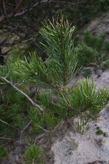 green moss on the rocks